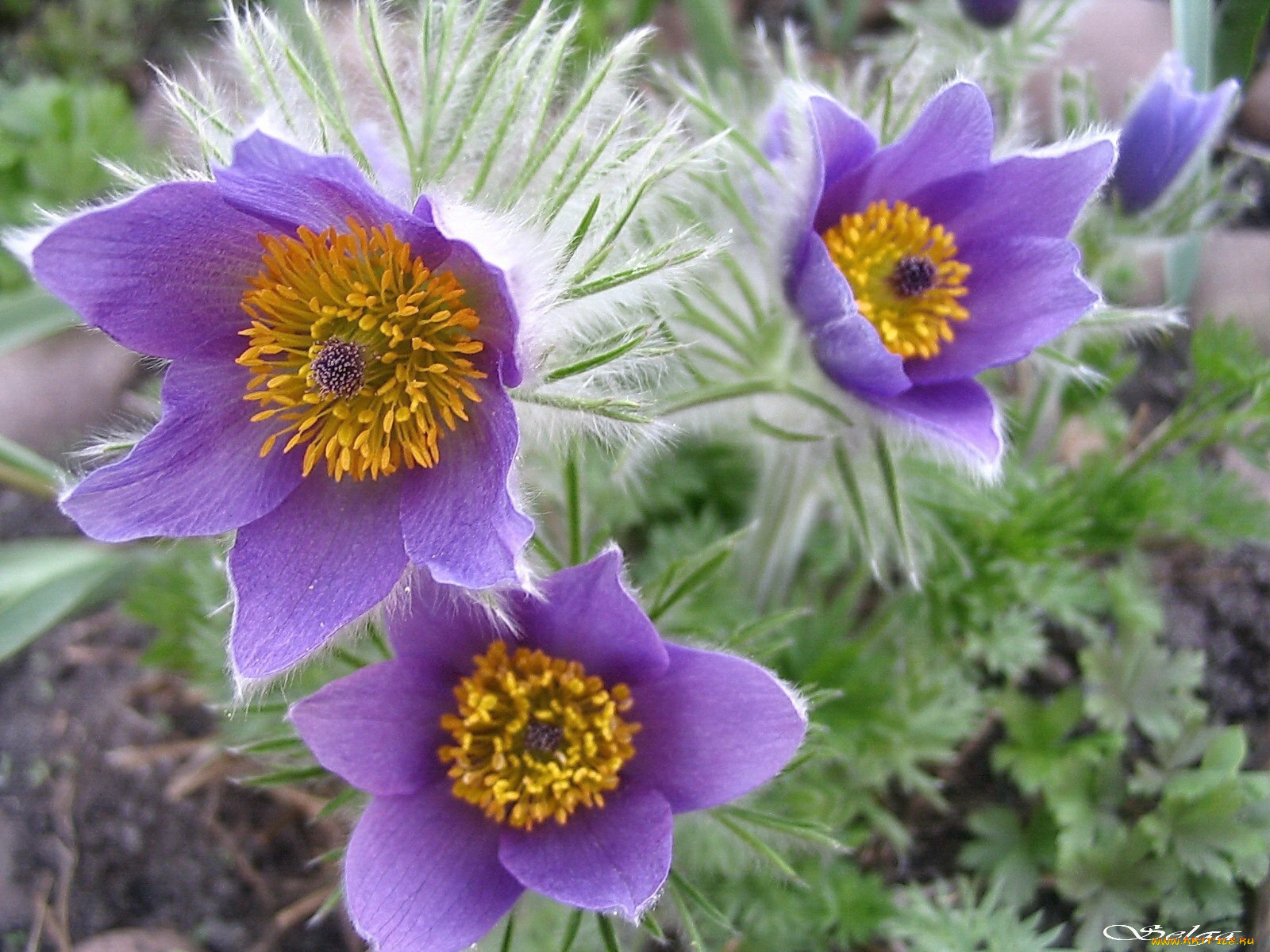 Распустившиеся цветы во сне. Anemone Pulsatilla цветок. Прострел, сон-трава, Пульсатилла. Прострел адонис весенний. Цветок прострел Пурпл.